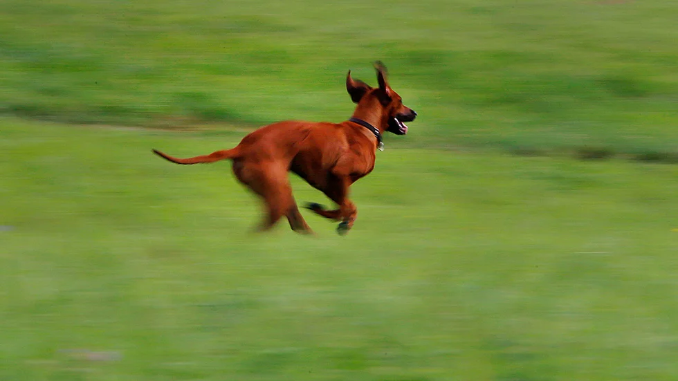 Hundägarens kontroll över hunden ska motsvara ett osynligt koppel. En lös hund får kopplas upp av markägare och går den inte att fånga in riskerar den att bli skjuten.