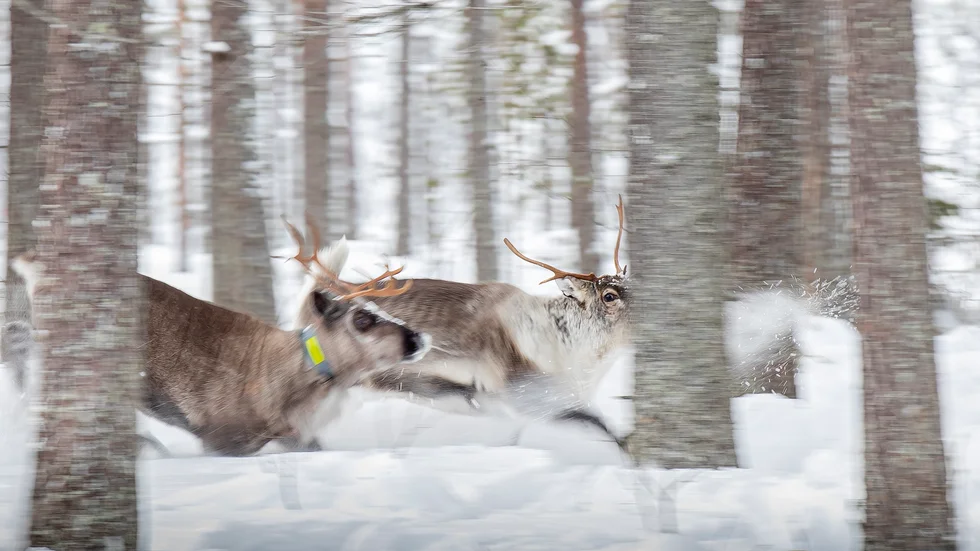 LRF vill att regeringen ska slå fast att svensk lag råder över urminnes hävd och ställer detta på sin spets i ett debattinlägg.