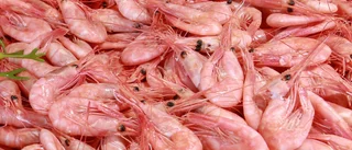 Räkbrist hotar efter fiskestopp