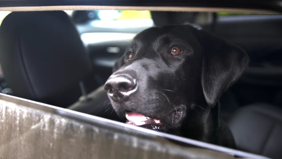 Genrebild: Hunden på bilden är inte hunden i artikeln utan illustrerar en hund i en bil.