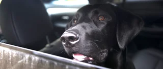 Länsstyrelsen omhändertar hund som bodde i bil