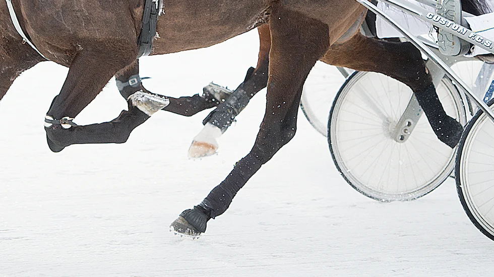 Skribenten gratulerar Skellefteåtravet till en bra rekrytering.