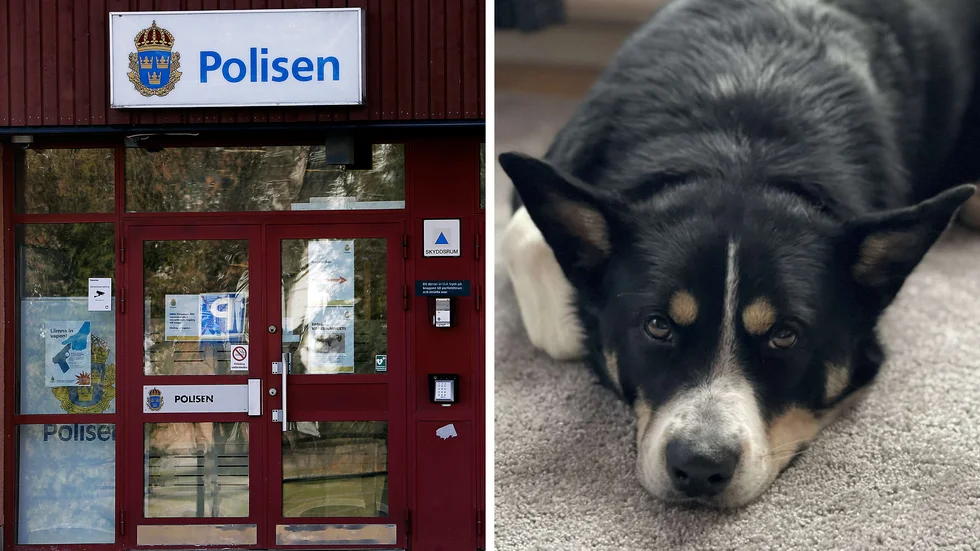 Hunden Bruce fick tas till veterinär under måndagen efter att han ätit bröd som låg utplacerat i Bondebackaskogen. 
