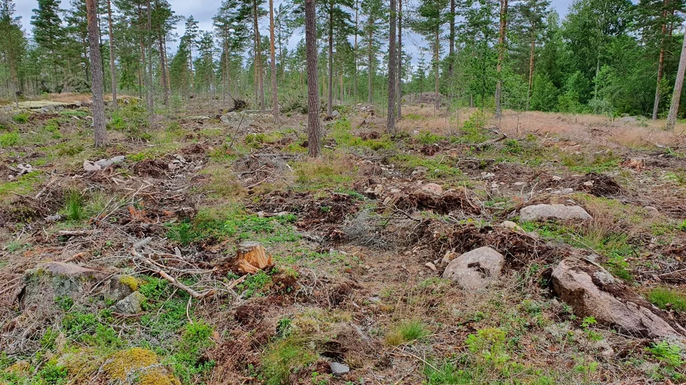 Skribenten är upprörd över hur naturen förfulas.