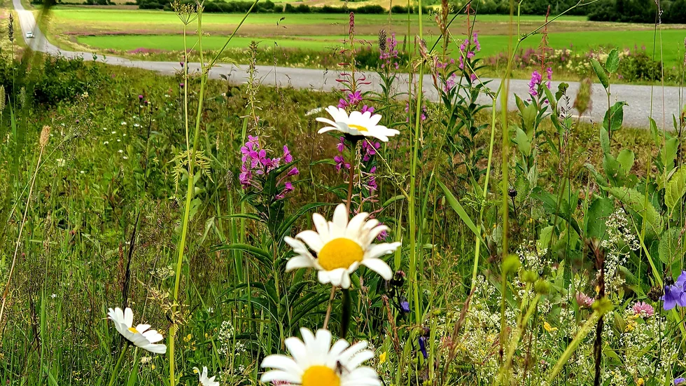 Svensk sommar i en bild.