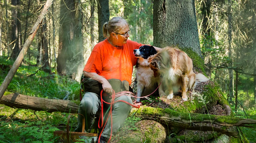 Helena Andersson har lärt sin border collie Wilma att hitta mer än 30 olika svamparter. Daghunden Sebbe har börjat leta efter kantareller. 