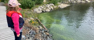 Varning: Algblomningen är i gång i Norrbotten