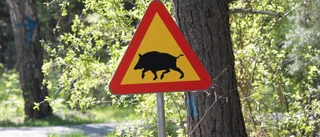 Kött kan man köpa från lokala uppfödare