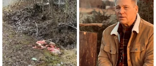 Slaktrester dumpas: Vildsvin jagas och skjuts illegalt 