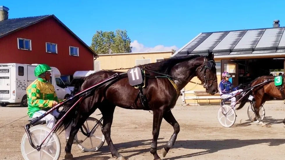 Merrimac S.G med kusken och tränaren Roger Nilsson efter andraplatsen i Solängets V75-omgång.