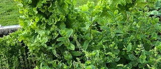 Sallad stora som buskar                             