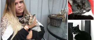 Katten Bella försvunnen – Natalie håller hoppet uppe: "Barnen tycker det är jättejobbigt"
