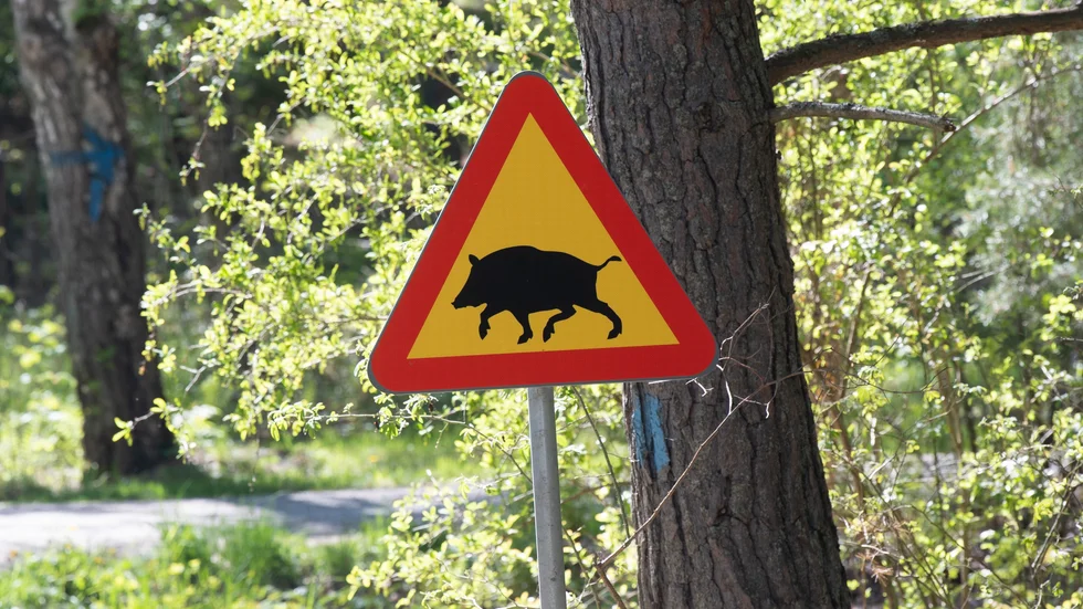 Vildsvinens utbredning orsakar stora kostnader, inte bara för bönder utan för hela samhället, enligt skribenten.
