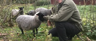 Lodjuren tog deras lamm trots förstärkt stängsel