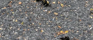 Därför ligger det döda bin under träden