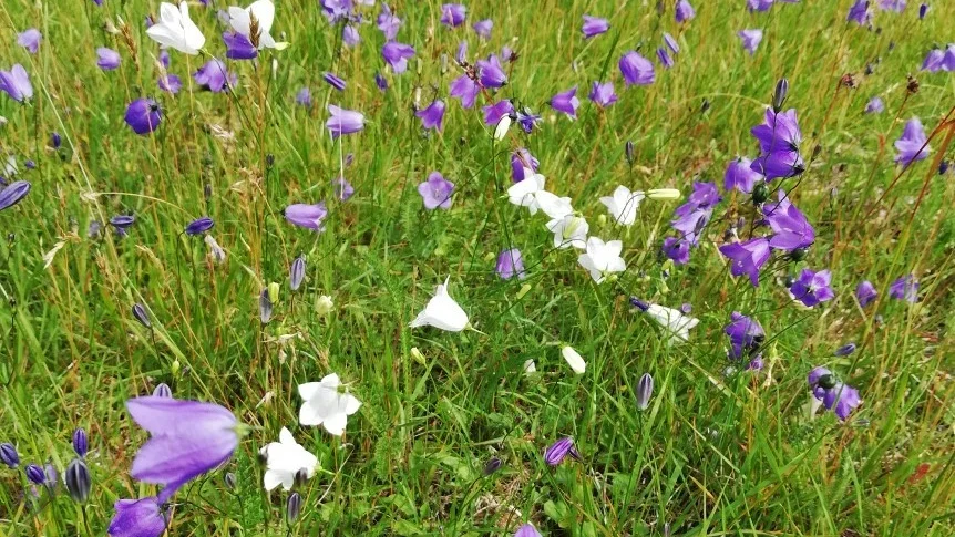 Vackra blåklockor och vita blåklockor samsas på en sommaräng.