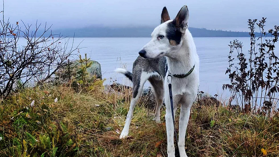 Hunden Grimm är ute på spaning.