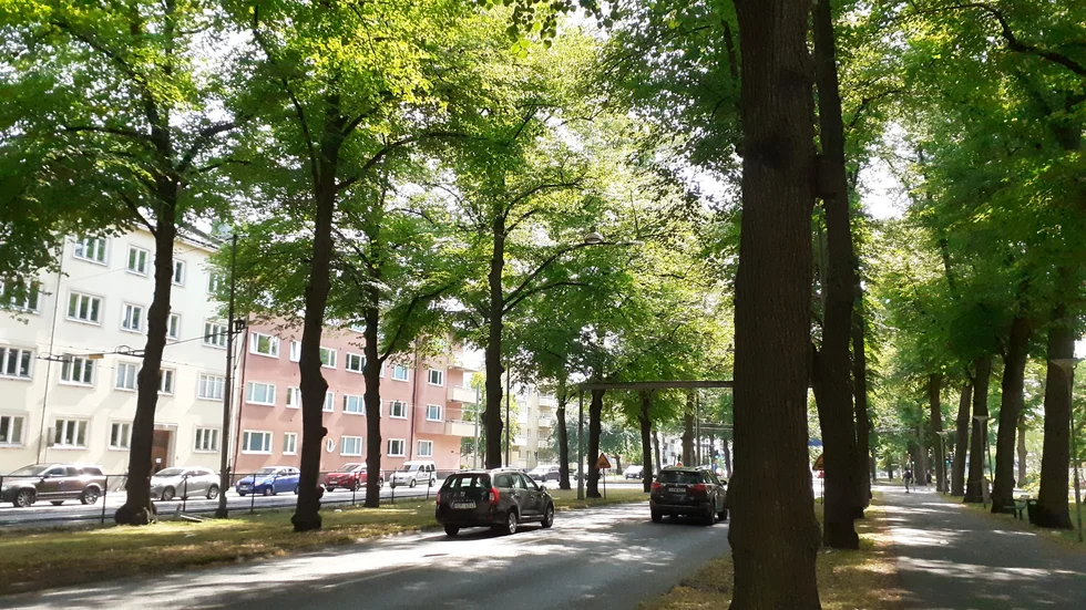 I november ska kommunen få besked från länsstyrelsen om de får byta lindarna på Östra Promenaden.