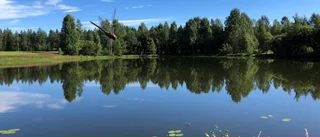 Läsarbilden                   