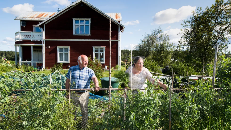 Hemma hos Anders och Ann-Kristin Ölund i Ale växer en häck med tomatplantor som är 20 meter lång. Häcken innehåller 37 olika sorter och totalt 95 tomatplantor.