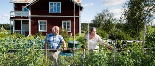 Ann-Kristin i Ale har 76 olika tomatsorter