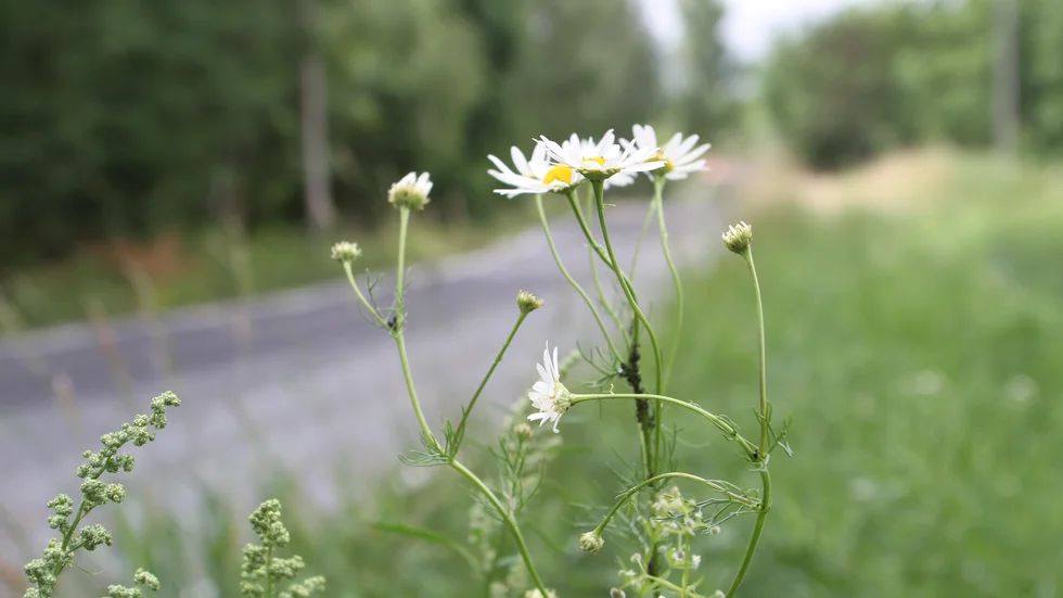 Vägrenar kan bli en tillflyktsort för hotade insekter, bin och flärilar. 