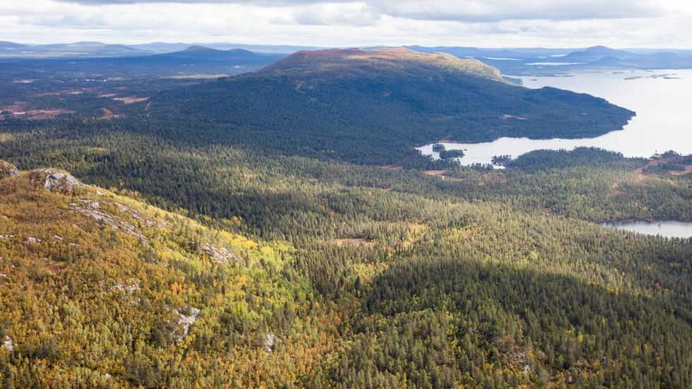 Iksjak, ett stort sammanhängande naturskogsområde strax norr om Arjeplog.