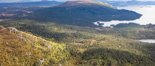 Höga naturvärden i fjällnära skogar visar inventering