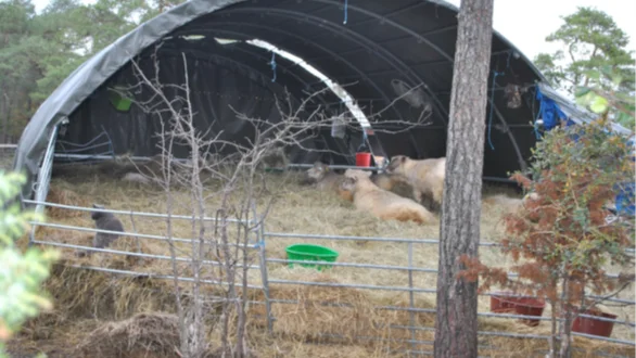 Beslut om att avliva 13 får fattades i början av november. Veterinärer bedömde att dessa var i dålig kondition och hade svårt att resa sig.