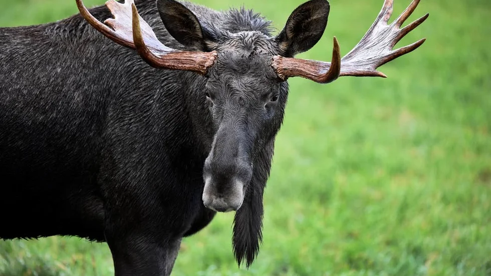 Stoppa jakten. Viltvård ska inte vara ett fritidsnöje, utan ske med djurens bästa i fokus, anser insändarskribenten.