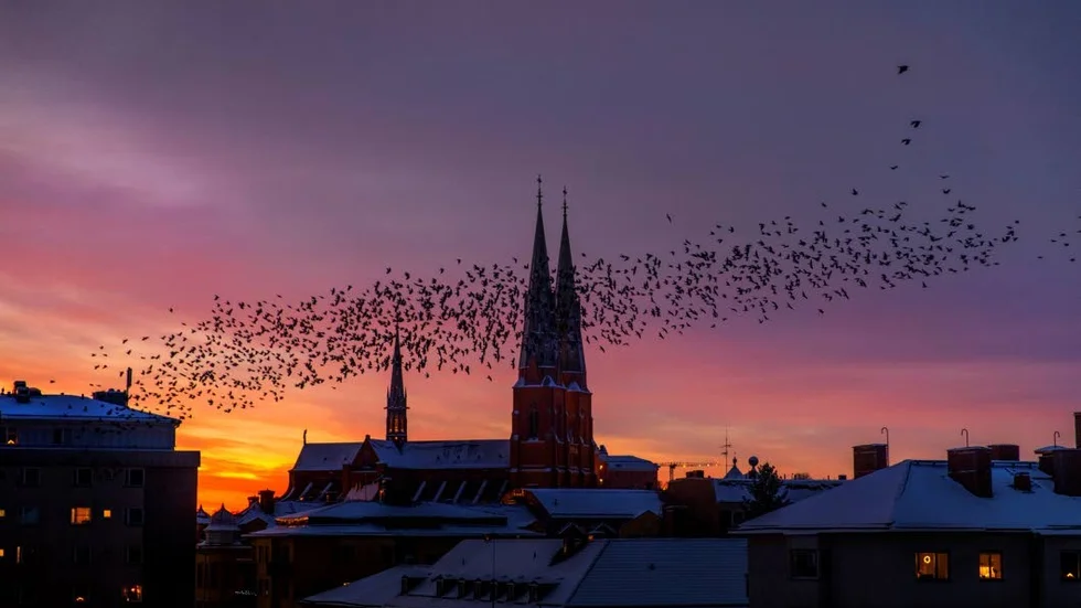 Kajorna träder fram i lyriken om Uppsala.