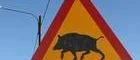Jägare kräver viltstängsel för vildsvin