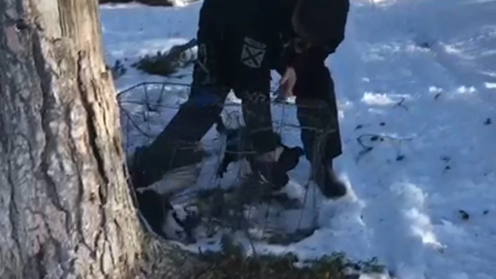 Två orrtuppar hade fastnat i en mjärde för drygt två veckor sedan, men efter räddningsaktionen kunde de flyga därifrån.