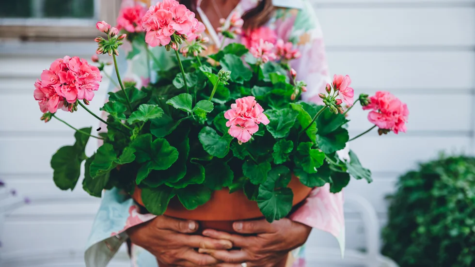 Årets pelargon 2022 beskrivs som en "modern Mårbacka" med stora, corallfärgade blommor.