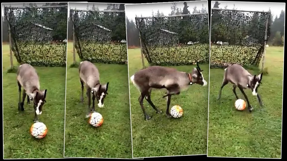Renen "Renaldo", som hette Násti, blev känd för sina fotbollskonster. Här ur ett filmklipp från 2015.