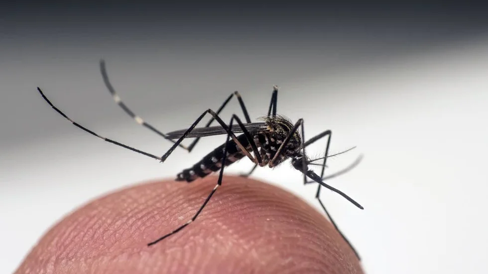 Närbild på myggarten Aedes japonicus.