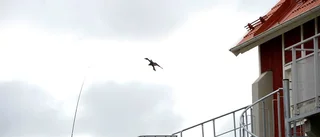 Så ska aggressiva måsar motas bort