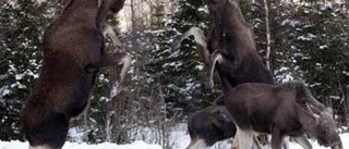 Vilt älgslagsmål fångades på bild