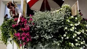 Agneta Englunds balkong i Svartbäcken har blivit lite känd. Många nyfikna kommer förbi och tittar på blomsterprakten.