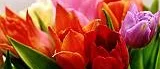 Blommor är inte mors favorit