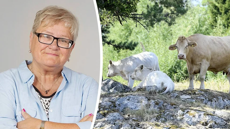 Korna har i sommar fått uppleva en svårare torka än på mannaminne. Men just denna årstid gläds vi extra åt att de finns.