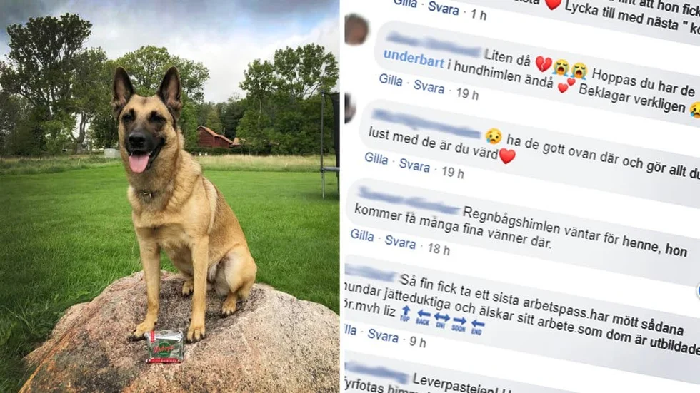 Hunden Röja hyllas i sociala medier. På polisens Facebook-sida har drygt 1700 personer gillat bilden och 163 personer har skrivit fina ord som Röja kan värma sig med i hundhimlen.