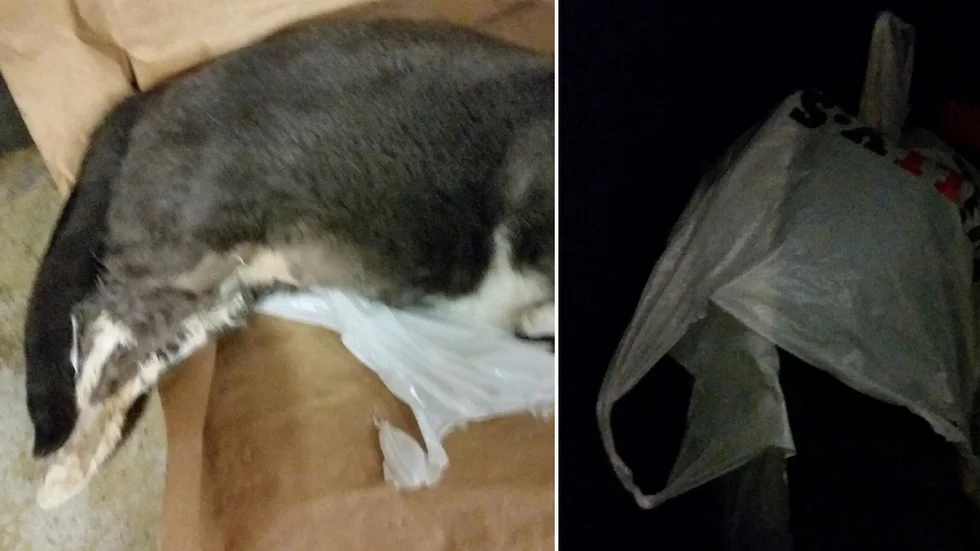 Lisa i Märsta hittade en död katt i soprummet.