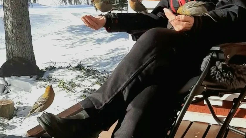 Tallbiten räds inte att äta solorosfrön ur Karin Thorells händer. Ibland är de många som vill ha mat.        