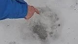 Avtrycket efter björntassen är hela 14 centimeter brett.