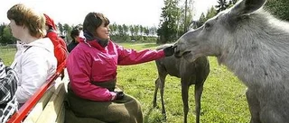 Öga mot öga med älgen