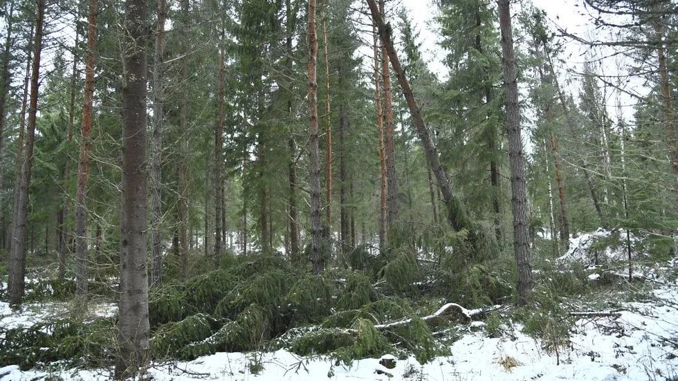 En torr sommar och stormfällda granar är mumma för granbarkborren och Skogsstyrelsen kallar nu till krismöten i Uppsala-Västmanlanddistriktet.