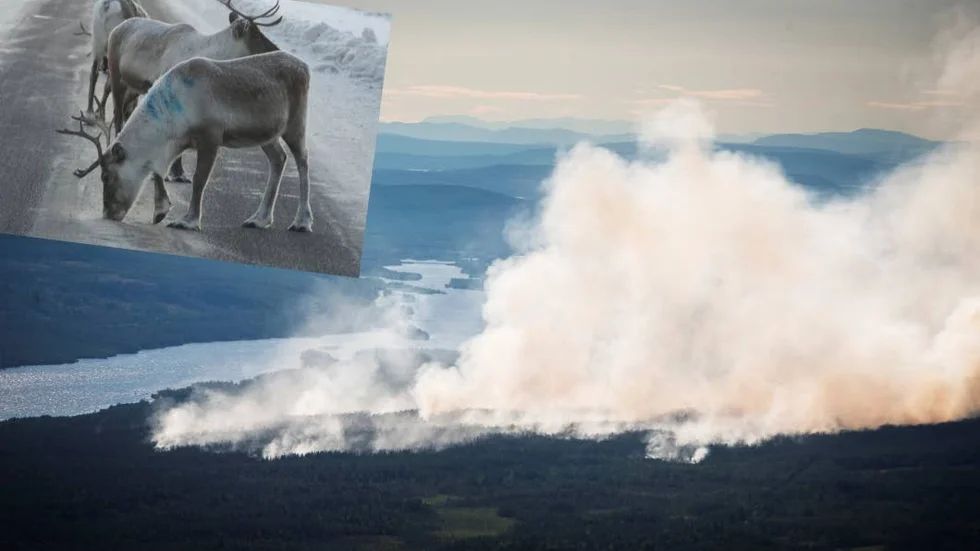 DUBBEL KATASTROF. Årets torka och skogsbränder riskerar att slå hårt mot rennäringen.