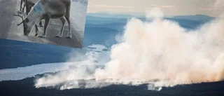 Skogsbränderna drabbar rennäringen