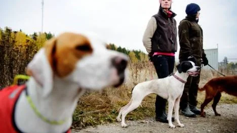 Tävlingar för fågelhundar utanför Örsundsbro.

Sofia Palmkvist med hunden Sally väntar att det ska bli deras tur att ge sig ut på fälten. I förgrunden pointern Cleo.

Foto: Annika af Klercker